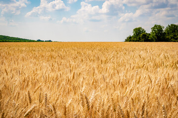 Corn fields in the hungarian countryside in summer