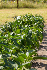beds with bell peppers in home garden