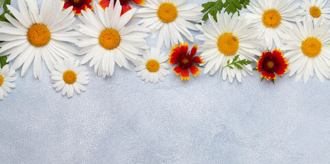 Fototapeta na wymiar Chamomile flowers background. Garden daisy