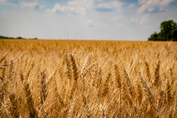 Corn fields in the hungarian countryside in summer