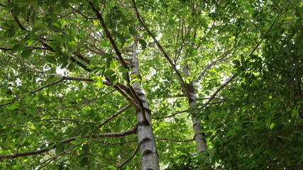 Tree with branches and fresh green leaves. Background image of a large tree in a green forest in the rainy season. Selective focus