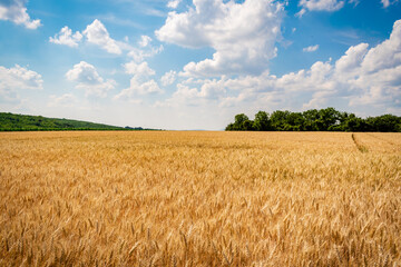Corn fields in the hungarian countryside in summer