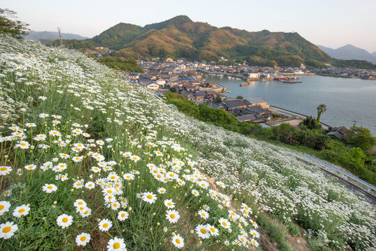 今はフェリーが廃止された重井港を望む因島の除虫菊畑　広島県尾道市