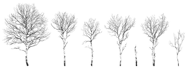 set of silhouettes of trees with imitation of bark. Vector illustration, isolated objects for your design 