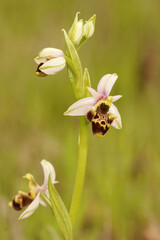Closeup of a full plant of the woodcock bee orchid in a grassland in Gard, France