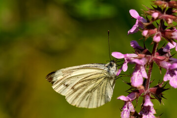 cabbage butterfly on a flower