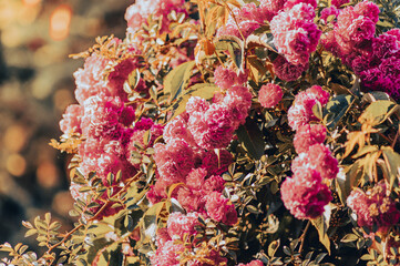 piękne kwitnące róże na krzewie w kolorowym ogrodzie - obrazy, fototapety, plakaty