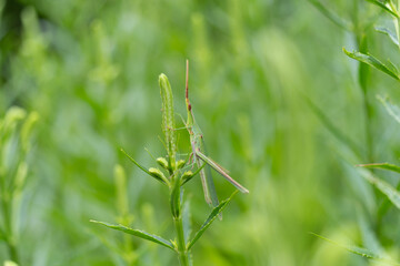 ショウリョウバッタ