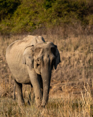 wild asian elephant or tusker head on portrait at dhikala zone of jim corbett national park...