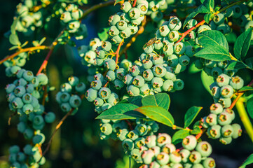 zielone niedojrzałe jagody borówki amerykańskiej na krzewie w ogrodzie - obrazy, fototapety, plakaty