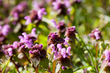 nettle blooming in the spring season