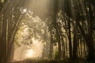 Naklejka premium Scenic forest in winter morning fog or mist and sunlight or sunrays scattering with canopy of tall sal trees at dhikala main road jim corbett national park or reserve uttarakand india - Tyndall effect
