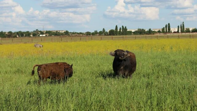 4K Three huge European bison graze in a green meadow and looking for food in Askania-Nova National Park