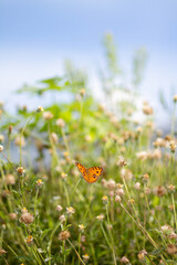 butterfly on a flower