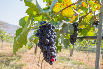 grapes