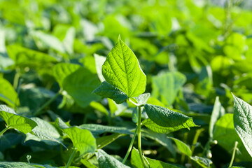 green foliage of asparagus beans in the field