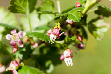 blooming gooseberries in the summer