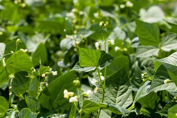 a bean blooming during growth