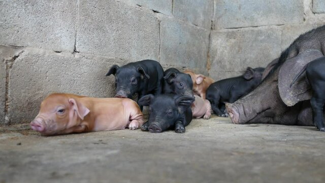 Close up piglets in farm.