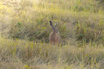 Collection Hasen und Rehe
