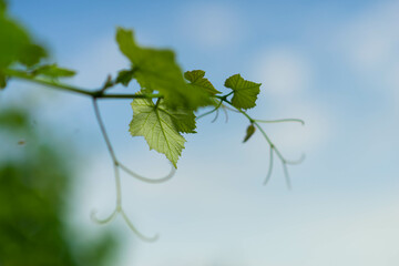 Grape leaf on blue sky background, copy free space.