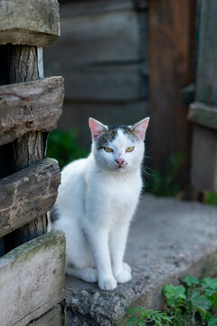 Outbred yard white cat, countryside .