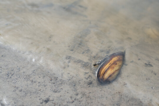 Anodonta clam in the dirty river water close up.