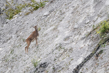 The European mouflon female in mountain region (Ovis gmelini musimon) 