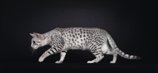 Excellent Egyptian Mau cat, creeping side ways. Looking straight ahead away from camera showing pattern and dorsal stripe. Isolated on a black background. - obrazy, fototapety, plakaty