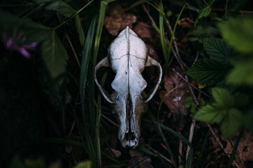 Old dog skull and in the enchanted forest. Dark, mysterious atmosphere.