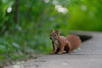 Eichhörnchen, close up, cute, eating