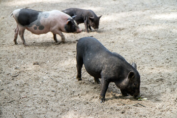 Three pigs on the background of sand. In the foreground is a black pig.