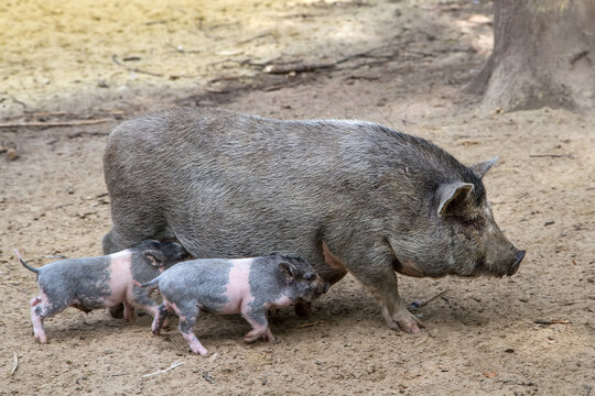 A large Vietnamese pig with two piglets.