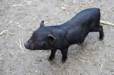 A small black pig with a raised muzzle.