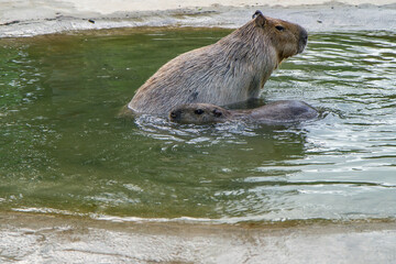 Two capybaaras swim in the pond.