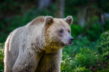 Wild Brown Bear in the summer forest. Animal in natural habitat. Wildlife scene