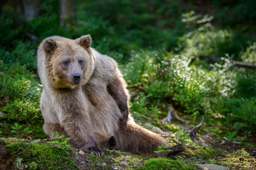Obraz premium Wild Brown Bear in the summer forest. Animal in natural habitat. Wildlife scene