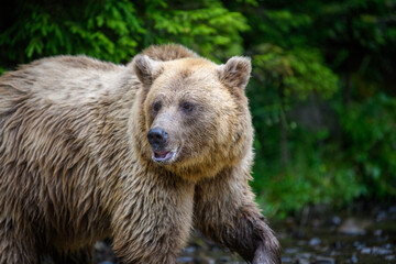 Obraz na płótnie Canvas Wild Brown Bear in the summer forest. Animal in natural habitat. Wildlife scene