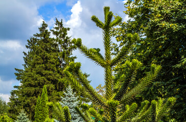 Araukaria Chilean close-up against the sky.