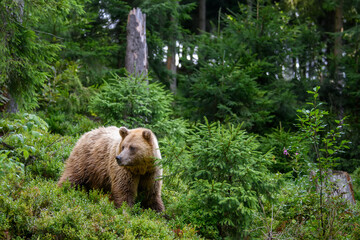 Wild Brown Bear in the summer forest. Animal in natural habitat. Wildlife scene