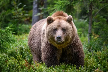 Schilderijen op glas Wild Brown Bear in the summer forest. Animal in natural habitat. Wildlife scene © byrdyak