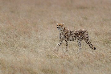 Cheetah (Acinonyx jubatus) male hunting on the plains in Masai Mara National Reserve in Kenya