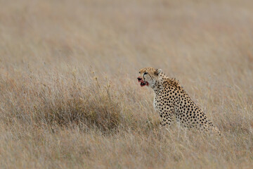 Cheetah (Acinonyx jubatus) male hunting on the plains in Masai Mara National Reserve in Kenya