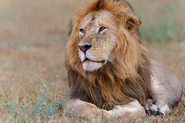 Lion (Panthera leo) male resting in the Masai Mara National Reserve in Kenya