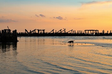 Mystische Stimmung - Sonnenuntergang mit einem Hund  und einer alten Seebrücke an der Ostsee an der litauischen Küste