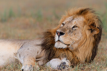 Fototapeta na wymiar Lion (Panthera leo) male resting in the Masai Mara National Reserve in Kenya