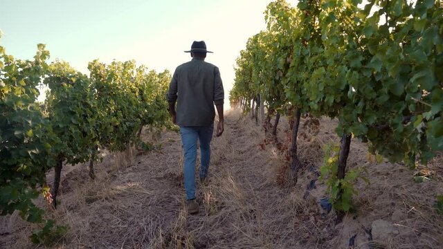 Male ethnic farmer walking through vineyards brushing hands against vineyard leaves 