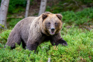 Plakat Wild Brown Bear in the summer forest. Animal in natural habitat. Wildlife scene