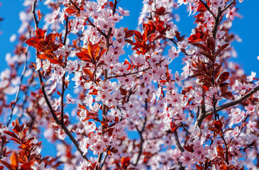 Beautiful blooming cherry tree branches with pink flowers growing in a garden. Spring nature background.