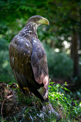 Close white-tailed eagle sitting on hemp